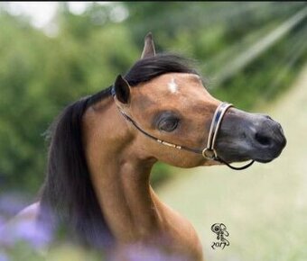 Připouštění hřebcem AMHA