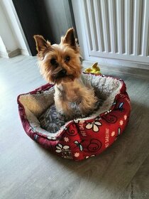 Yorkšírský teriér. Jorkšírský teriér