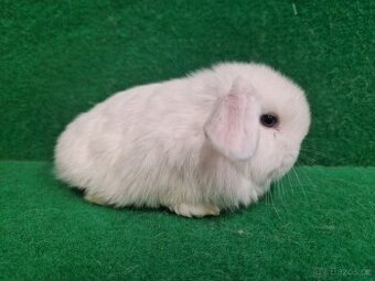 Zakrslý beránek s rodokmenem