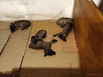 BELGICKÝ OVČÁK MALINOIS