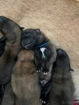 BELGICKÝ OVČÁK MALINOIS S PP