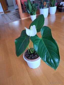 Bíle kvetoucí kala