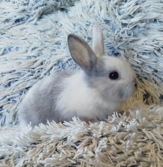 Zakrslý krátkouchý