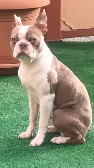 Krytí boston terrier colored (champagne)