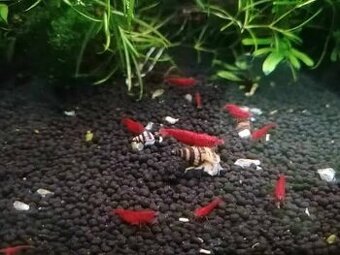 Krevetky neocaridina bloody mary