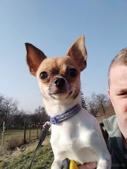 Čivava krátkosrstá