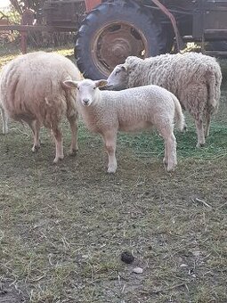 Texel