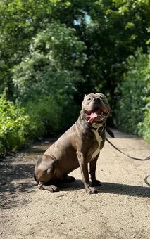 American Bully XL - ke krytí