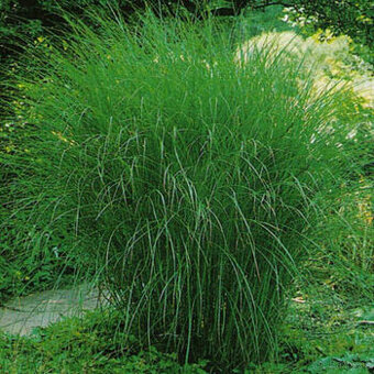 Gracilis- miscantus chinesis, sazenice, odkopek