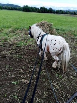Prodám pony valach - 1