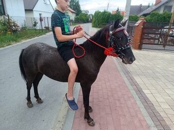 Predam kobylku ponika 4 roki