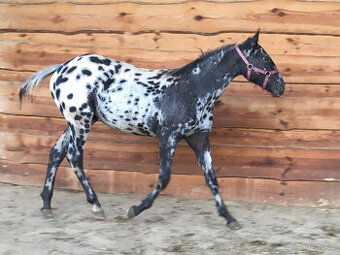 Appaloosa - klisna černý leopard