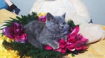 Britská koťátka krátkosrstá