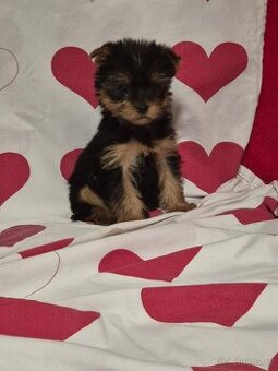 Jorkšírský teriér bez PP