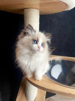 🤍 kočička Ragdoll s PP – Seal Bicolor 🤍