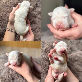 Americký stafordšírský teriér s PP