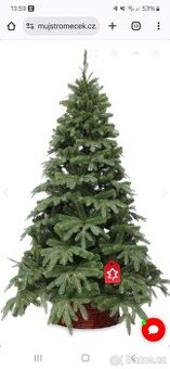 Jedle Přírodní 180