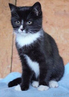 Koťátka - kocourci - 1