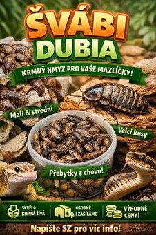 Krmný hmyz - Šváb Argentinský (Blaptica dubia)