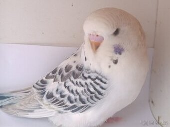 Andulka Tcb samec vhodný k ochočení