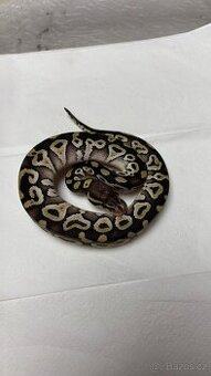 Krajta královská - aktuální nabídka 12.1