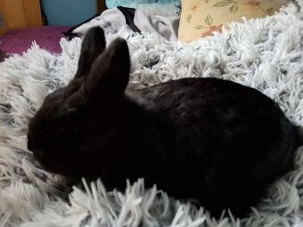 Zakrslý králíček