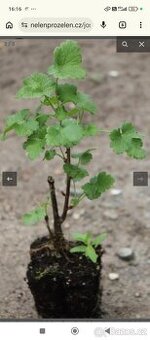 Josta sazenice kříženec rybízu a angreštu