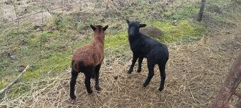 Jehňata ovce kamerunské.