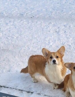 Welsh Corgi Pembroke