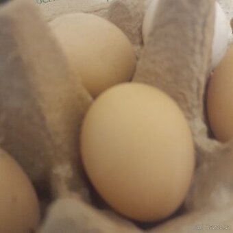 Násadová vajíčka