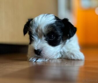 Yorkšírský ( jorkšírský)teriér biewer  pejsek