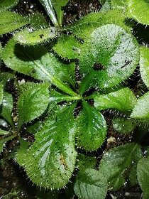Masožravá rostlina - Drosera Schizandra