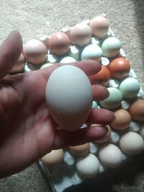 Kuřata na barevná vejce nebo NV