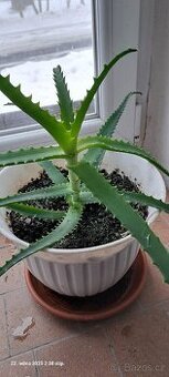 Aloe vera