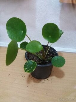 Pilea pokojovky