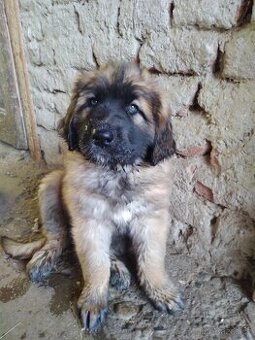 Leonberger, 2 fenky k odberu