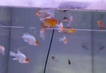 Mikrogeophagus ramirezi - 1