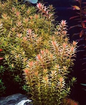 Akvarijni rostlinky - Rotala Rotundifolia