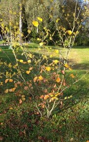 Vilín viržínský - Hamamelis virginiana 20 semen 50 Kč - 1