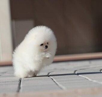 Krasne pomeranian s PP