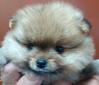 Pomeranian s PP.