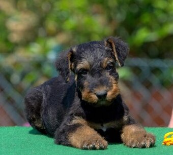 Erdelteriér- Airedale terrier, štěně fenka