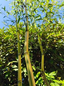 Bambus Phyllostachys bisseti nebo Phyllostachys aureosulcat