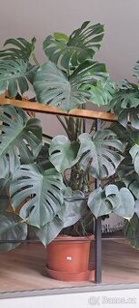 Monstera
