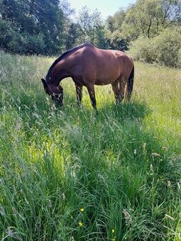 Valach 8let,ČT,nejezditelný-společník
