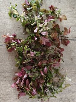 Rostlinky akvarium 200,-