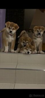 Štěňátka Akita Inu