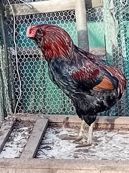 Kohout plemene araukana