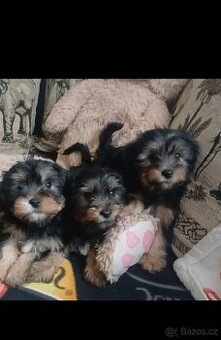 Jorkšírsky teriér