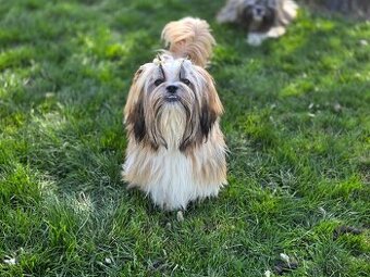 Shi-tzu s PP / shi tzu / shih-tzu